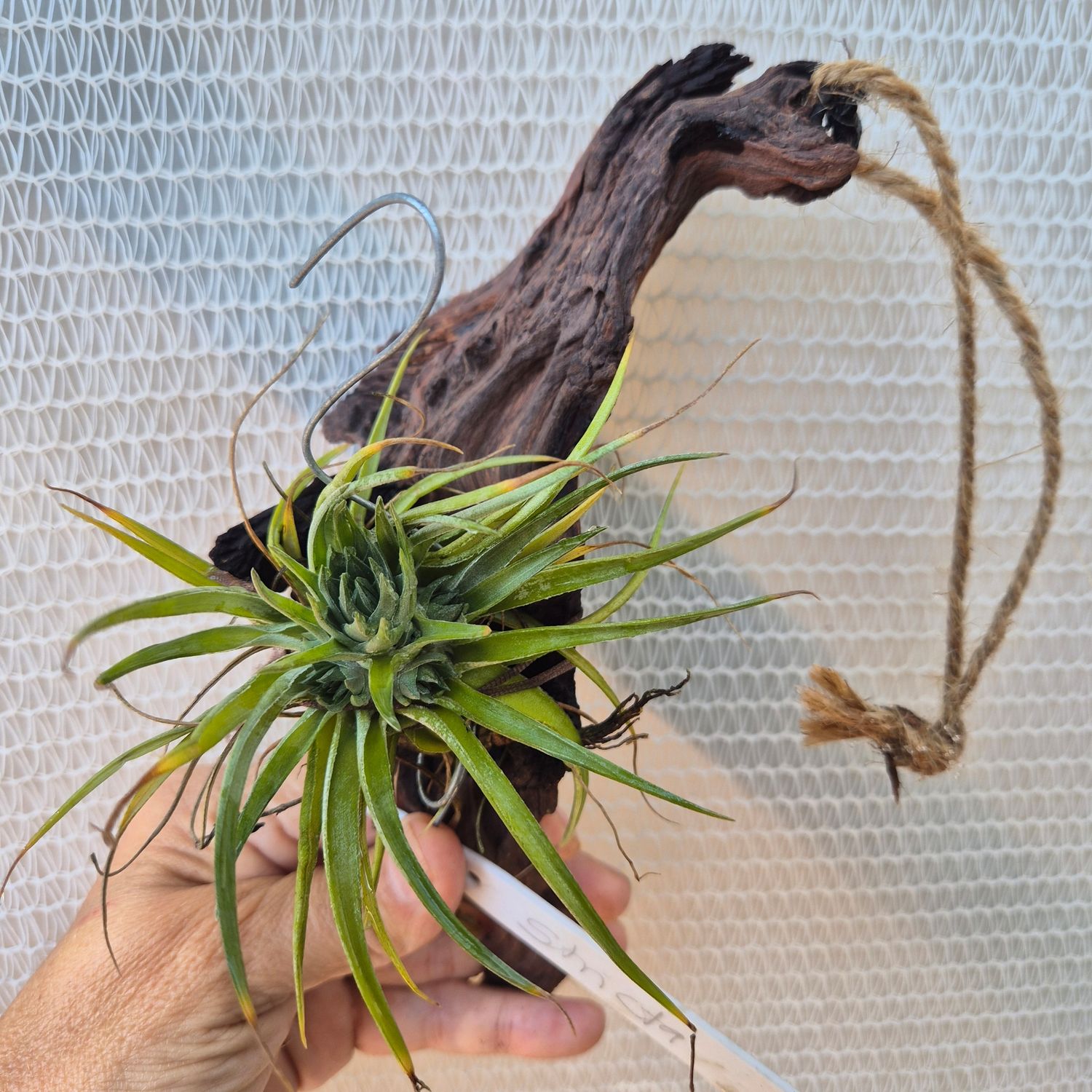 Tillandsia Abdid on driftwood Tillandsia Abdid on driftwood