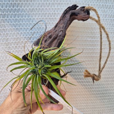 Tillandsia Abdita on driftwood Tillandsia Abdita on driftwood