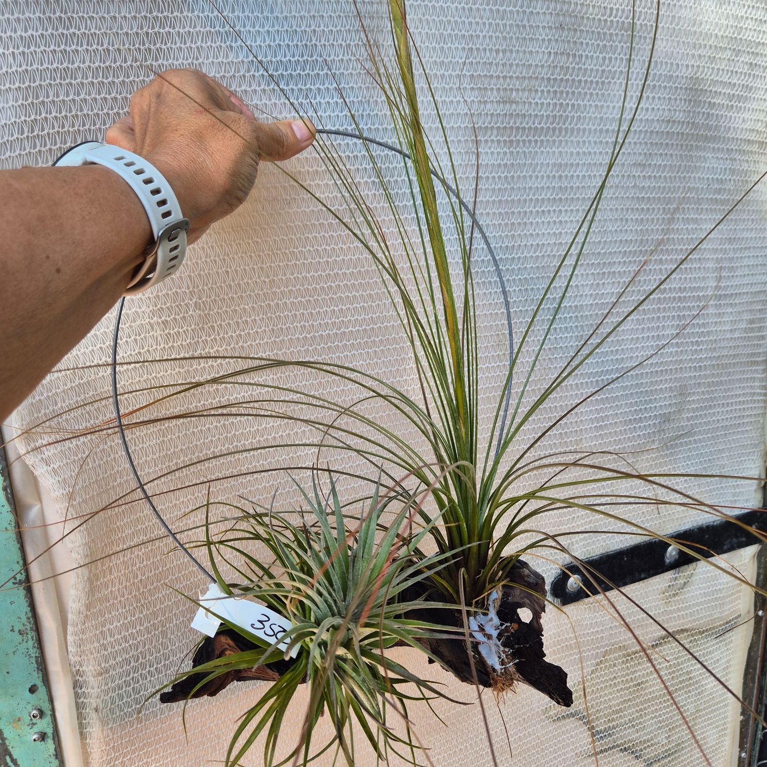 Tillandsia Juncsea and Aeranthos on driftwood Tillandsia Juncsea and Aeranthos on driftwood