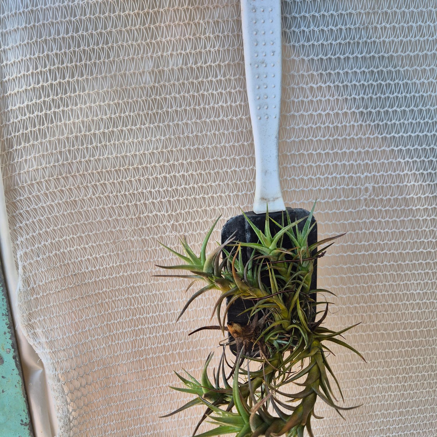 Tillandsia Aeranthos on Scraper