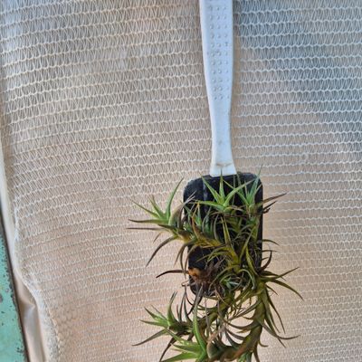 Tillandsia Aeranthos on Scraper Tillandsia Aeranthos on Scraper