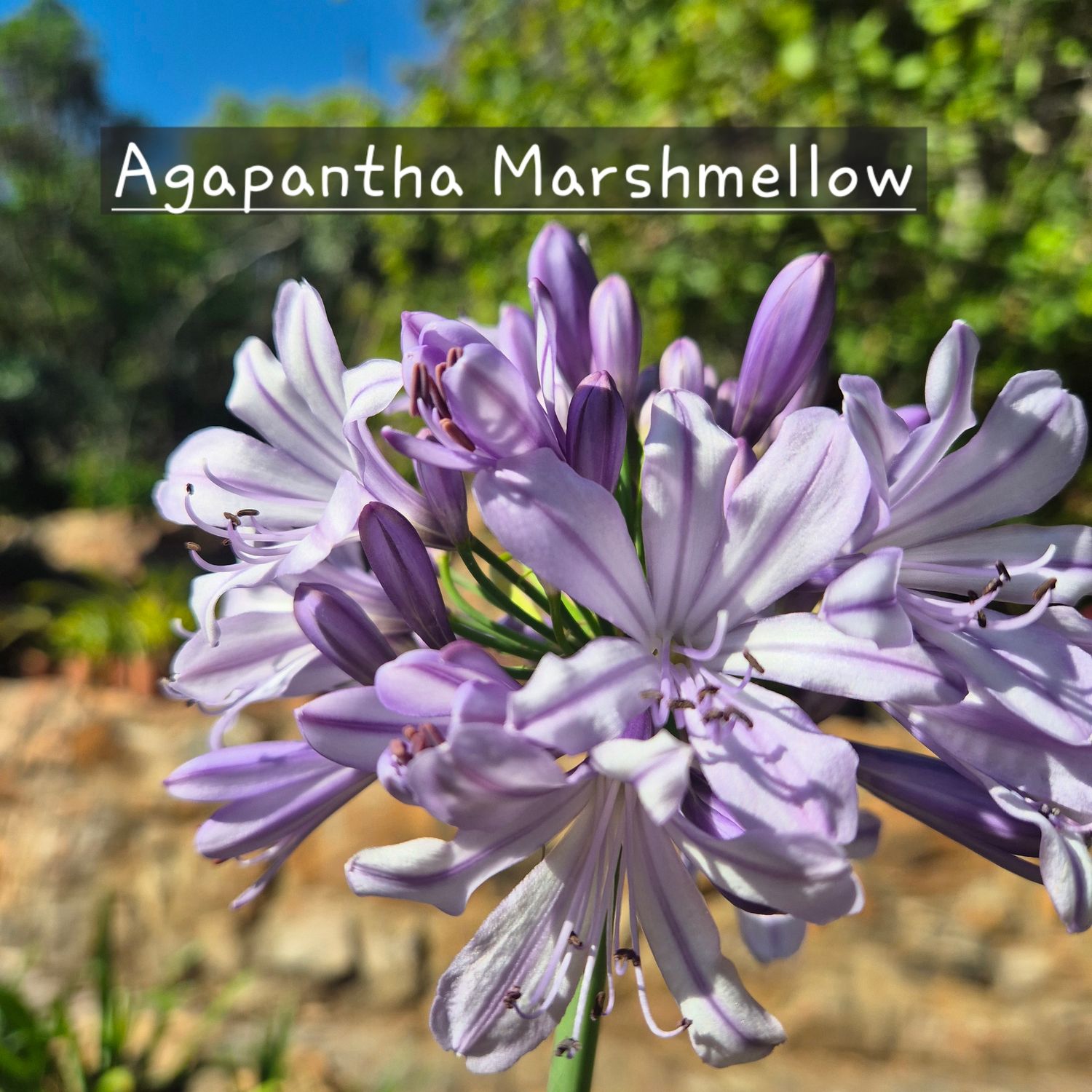 Agapantha Marshmellows