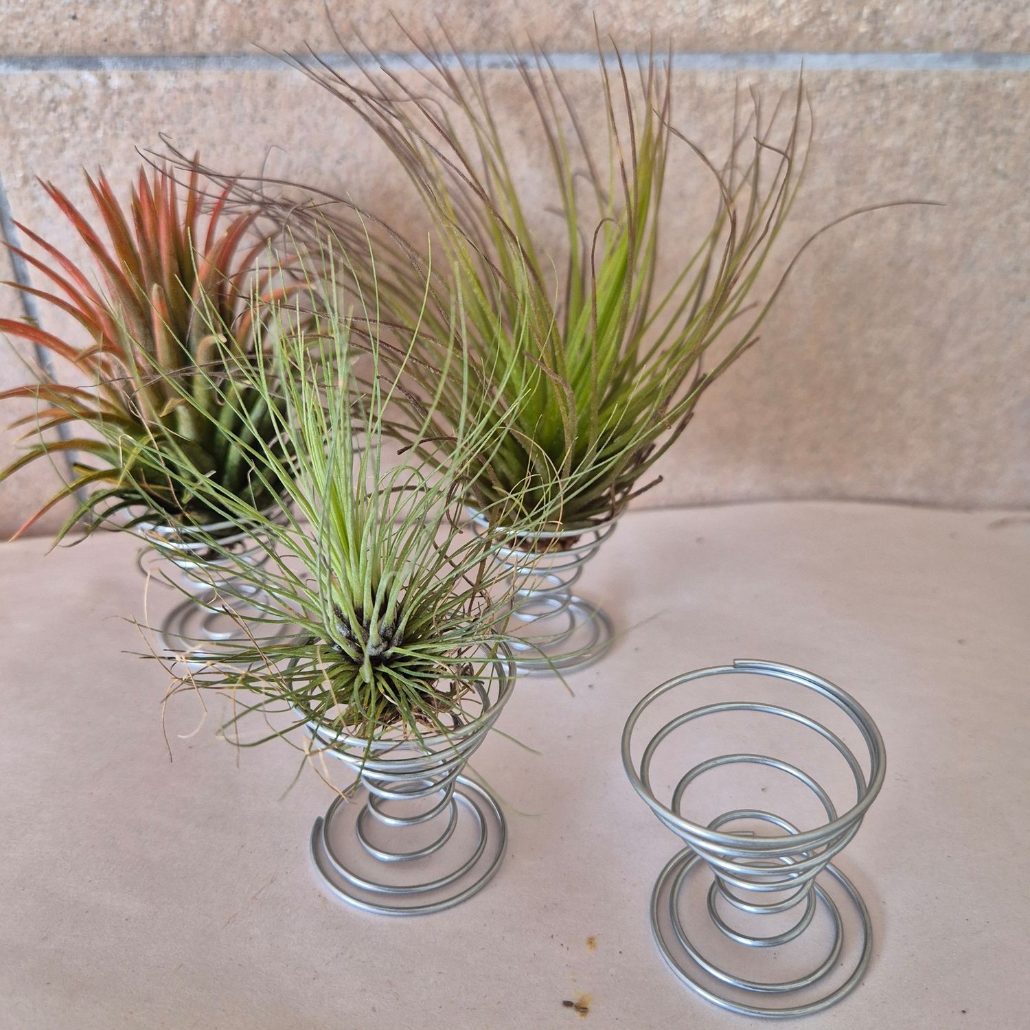 Tillandsia egg holder containers Tillandsia egg holder containers