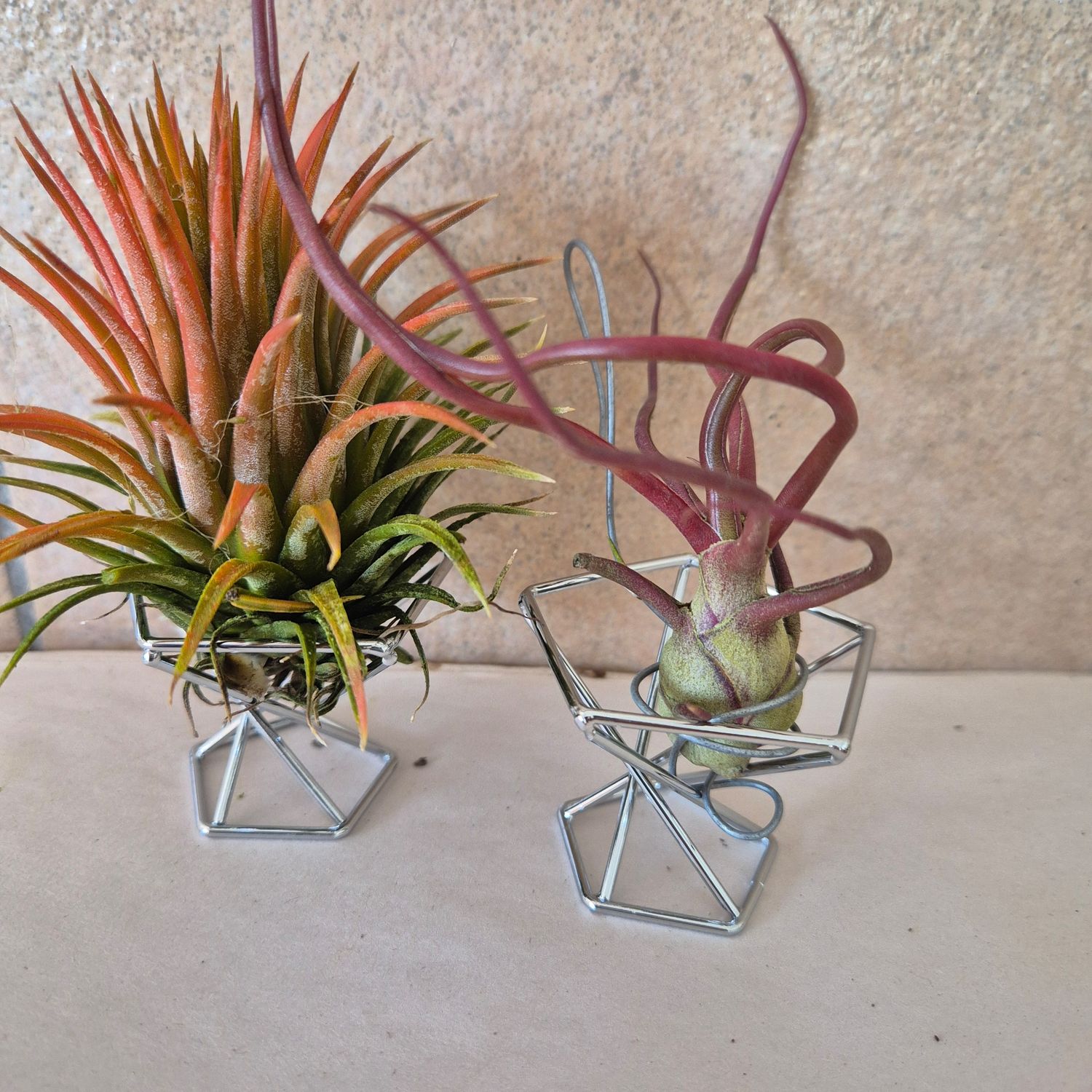 Tillandsia containers Tillandsia containers