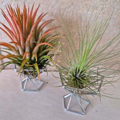 Tillandsia containers