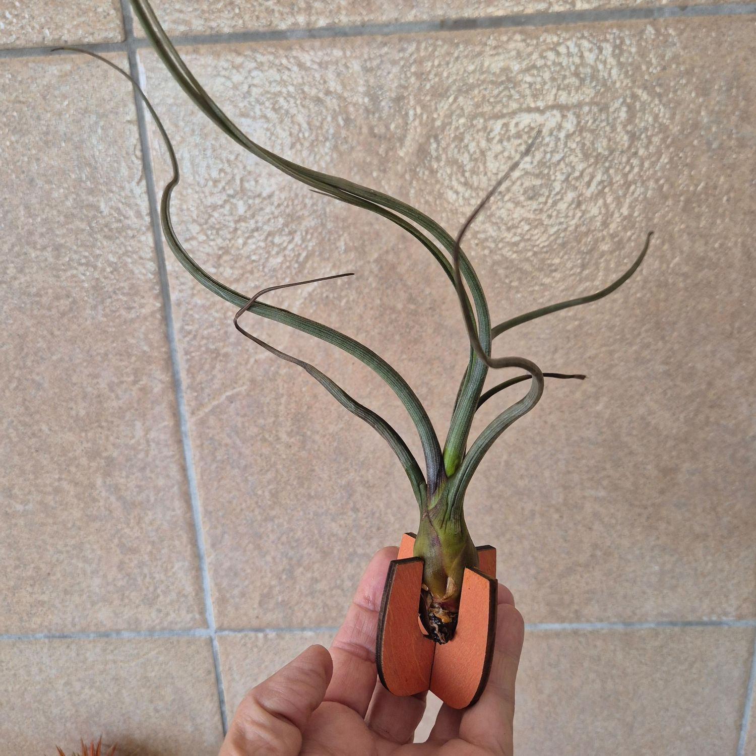 Tillandsia wood container. 