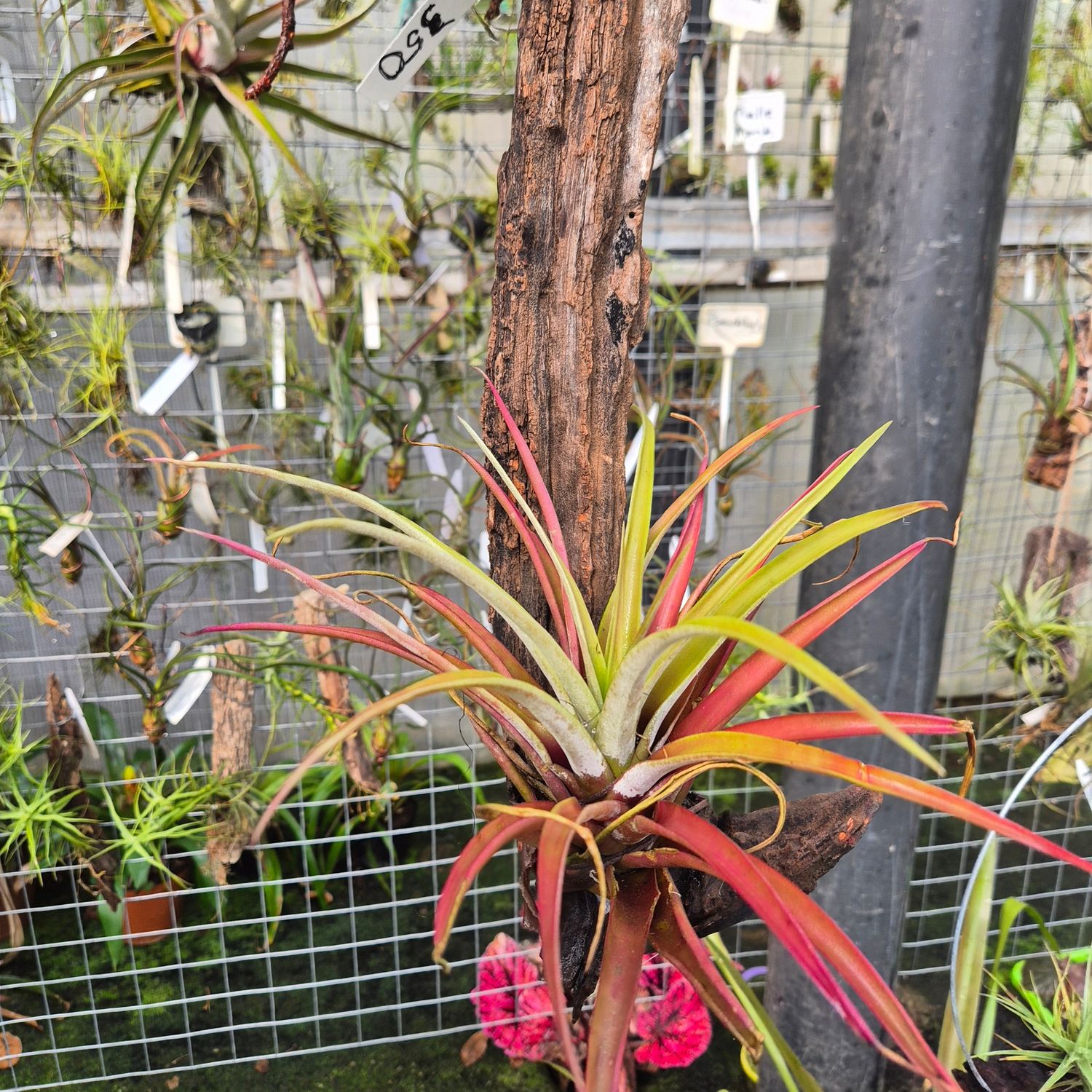 Tillandsia victoriana on driftwood Tillandsia victoriana on driftwood