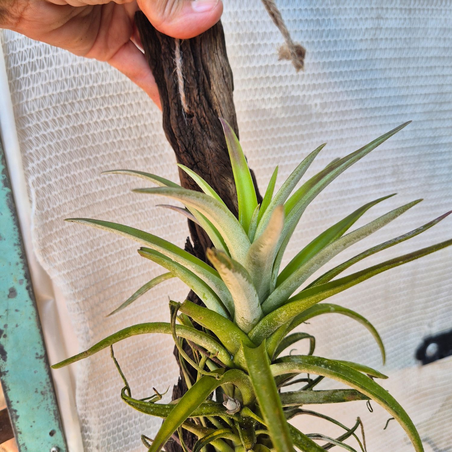 Tillandsia harisii on wood utensil Tillandsia harisii on wood utensil