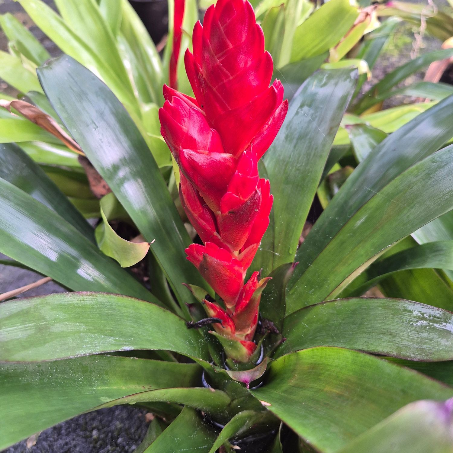 Vriesea thick Red spike Vriesea thick Red spike