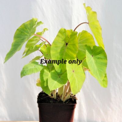 Colocasia Red eyed Gheco