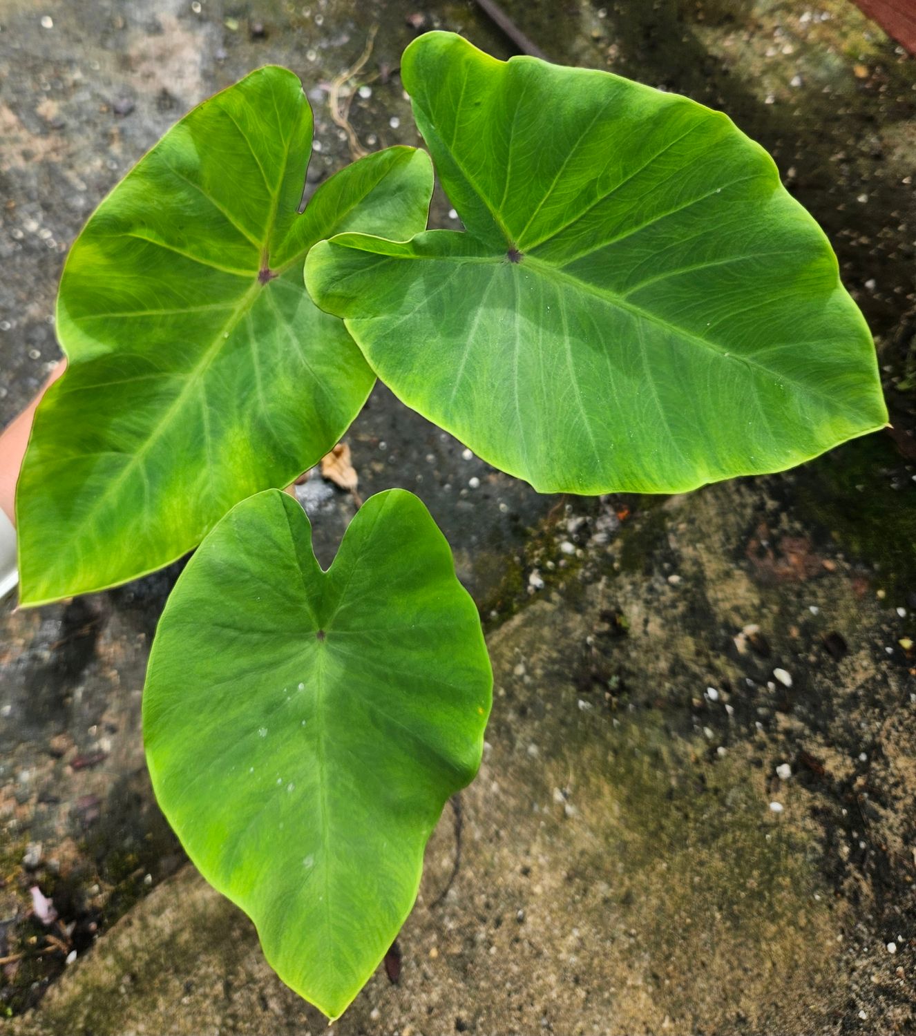 Colocasia Red eyed Gheco Colocasia Red eyed Gheco