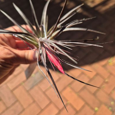 TILLANDSIA TENUIFOLIO AMATYST