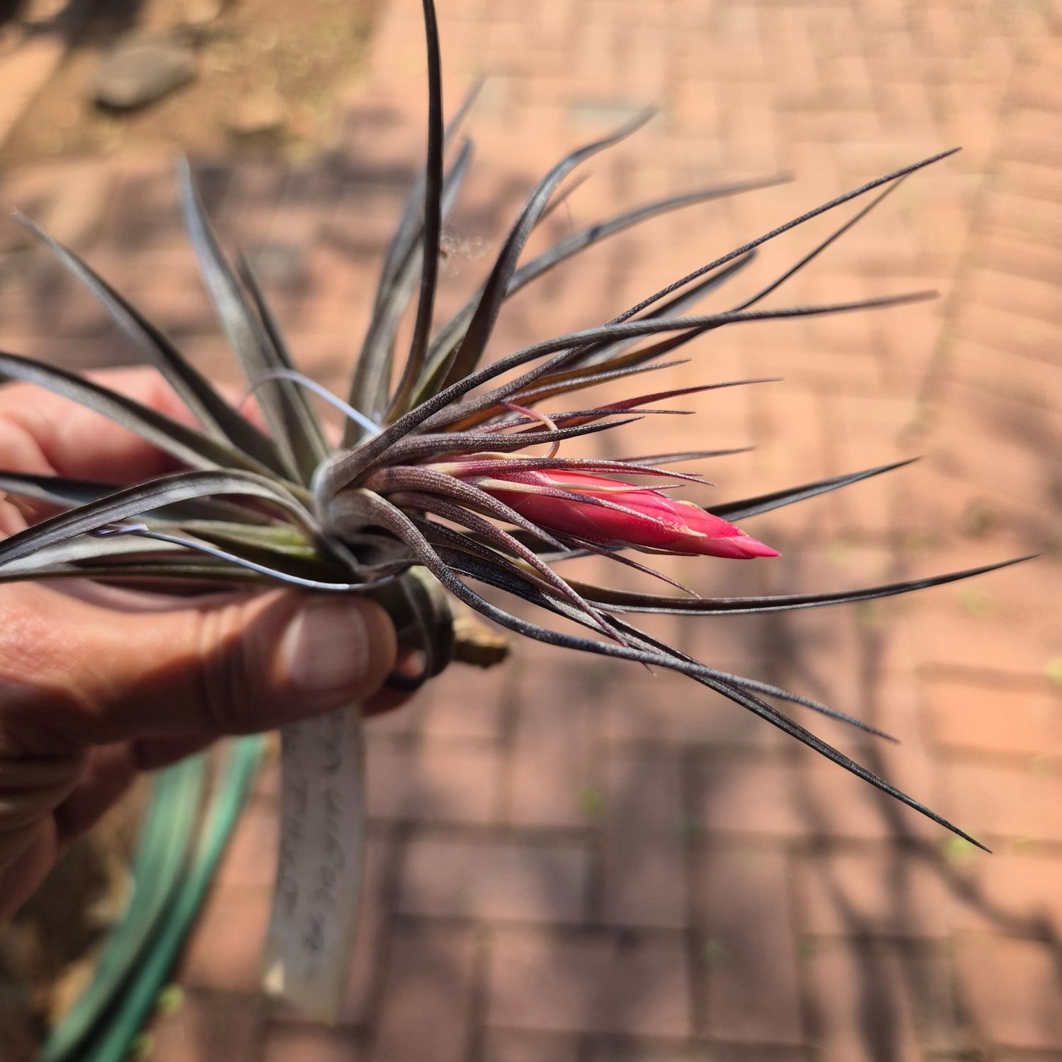 TILLANDSIA TENUIFOLIO AMATYST TILLANDSIA TENUIFOLIO AMATYST