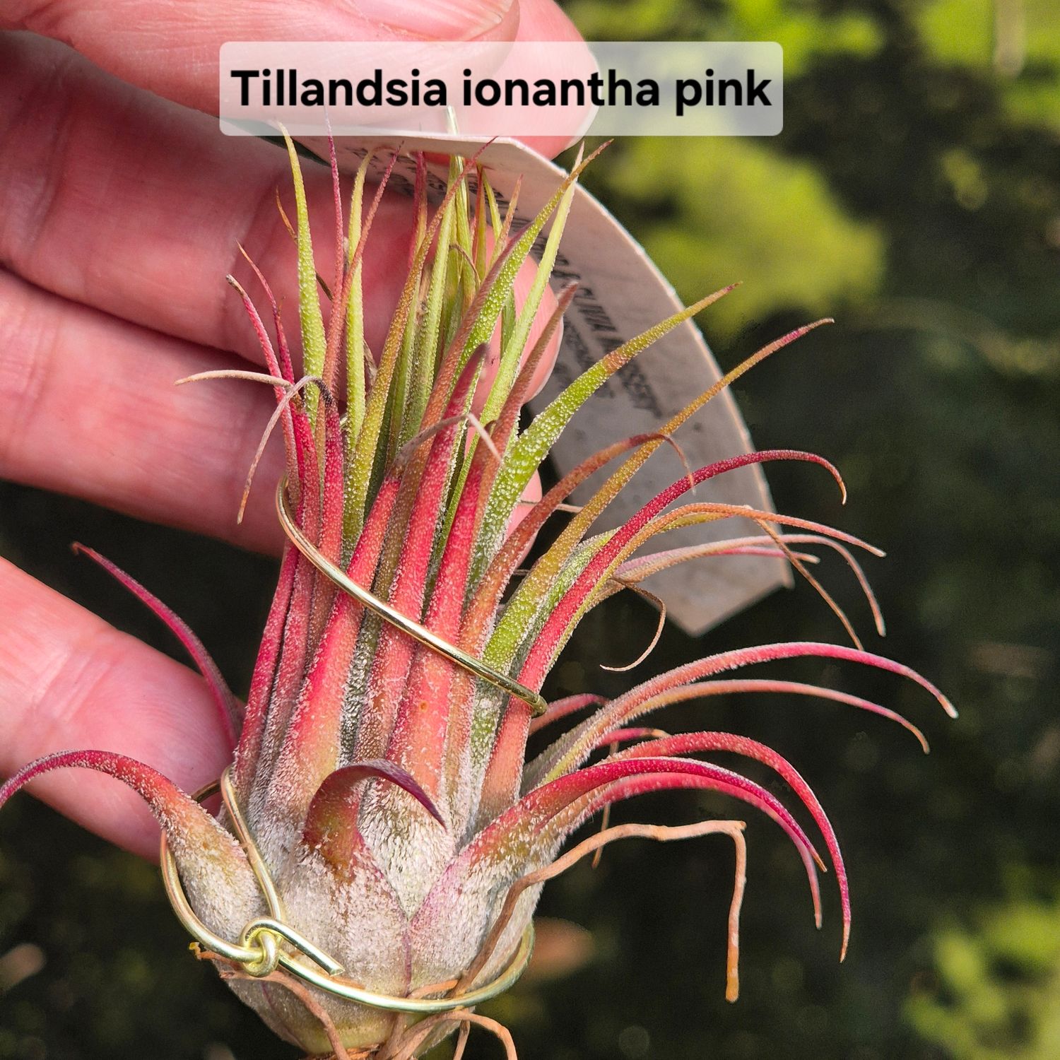 Tillandsia Ionantha pink Tillandsia Ionantha pink