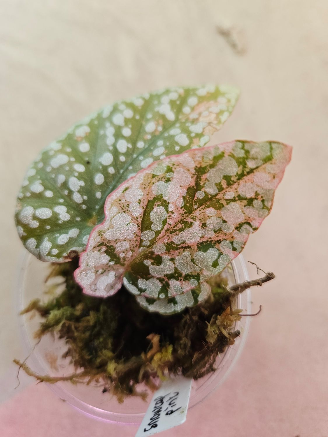 Begonia Snow Cap Pink var (moss,domed)