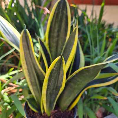 Sanseviera superba black gold