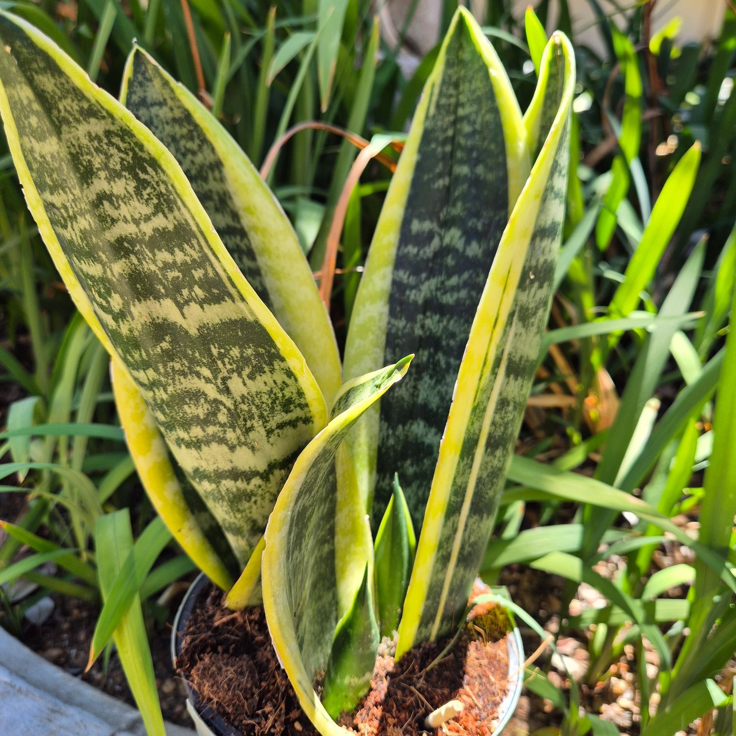 Sanseviera superba