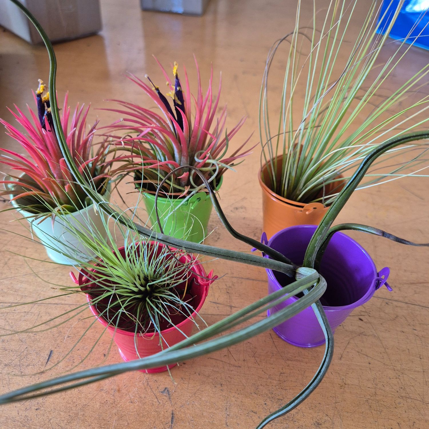 Tillandsia mini bucket Tillandsia mini bucket