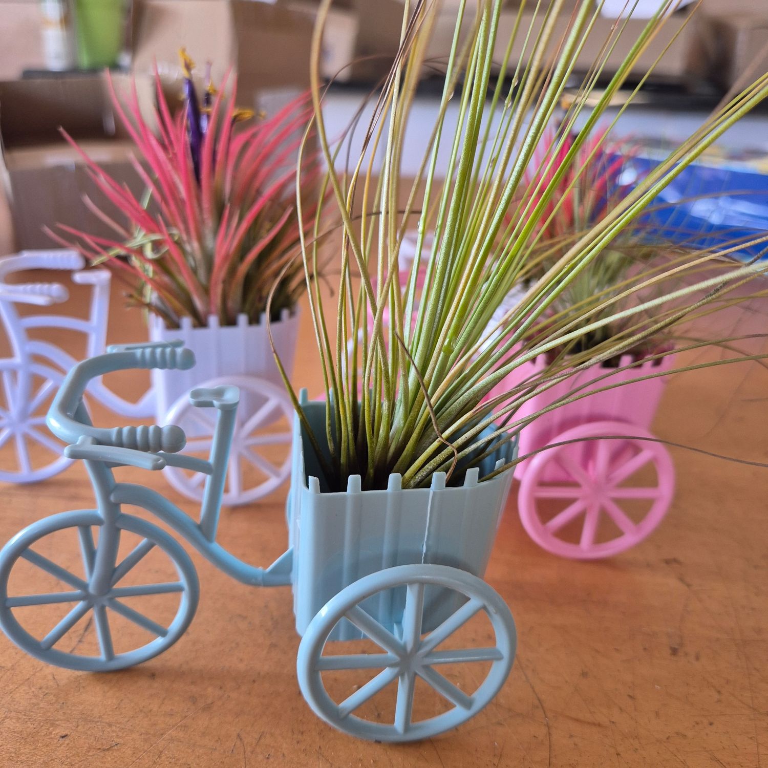 Tillandsia Bicycles container Tillandsia Bicycles container