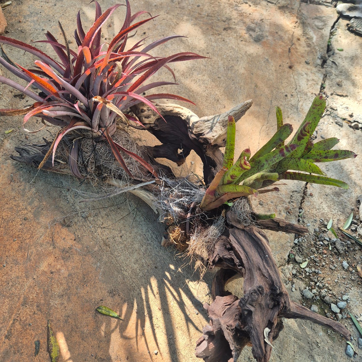 Neoregelia Driftwood with 2 bromeliads Neoregelia Driftwood with 2 bromeliads