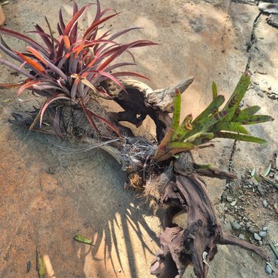 Neoregelia Driftwood with 2 bromeliads