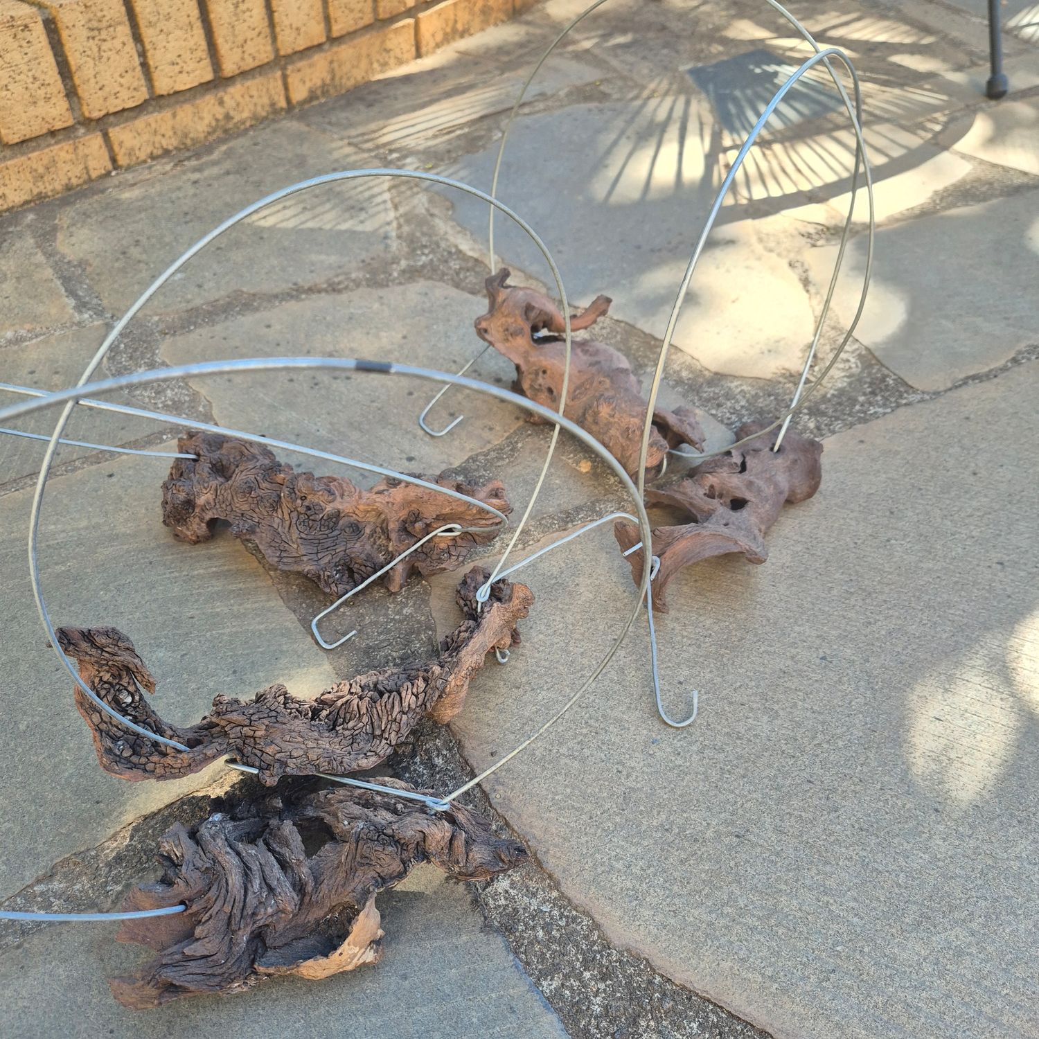 Tillandsia Driftwood hangers Tillandsia Driftwood hangers