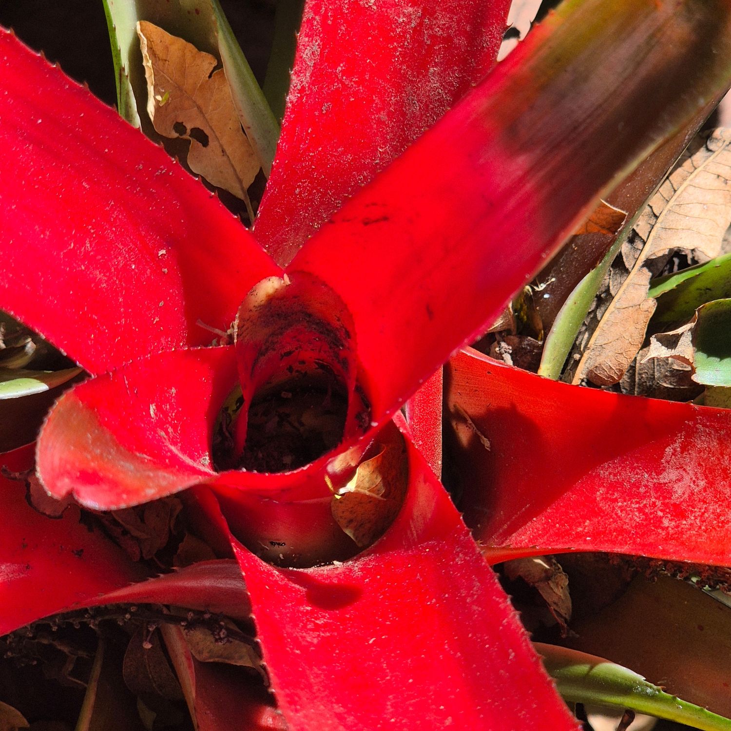 Neoregelia bright red center Neoregelia bright red center