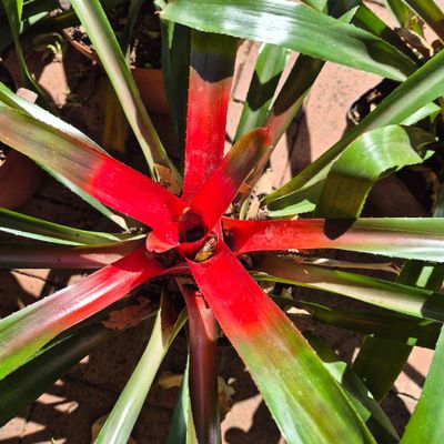 Neoregelia bright red center