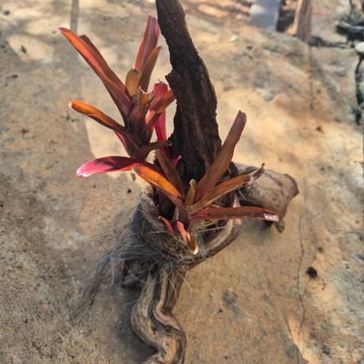Neoregelia burgandy on driftwood