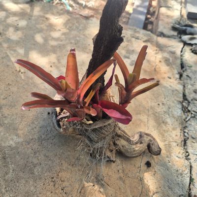 Neoregelia burgandy on driftwood