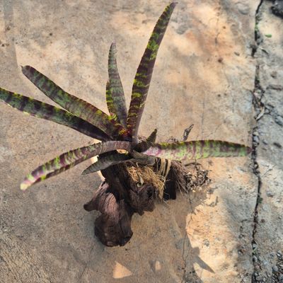 Neoregelia Ampullacea on driftwood 