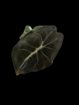 Alocasia Venom Alocasia Venom