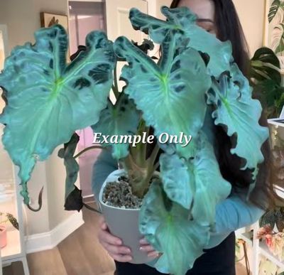 Alocasia Venom