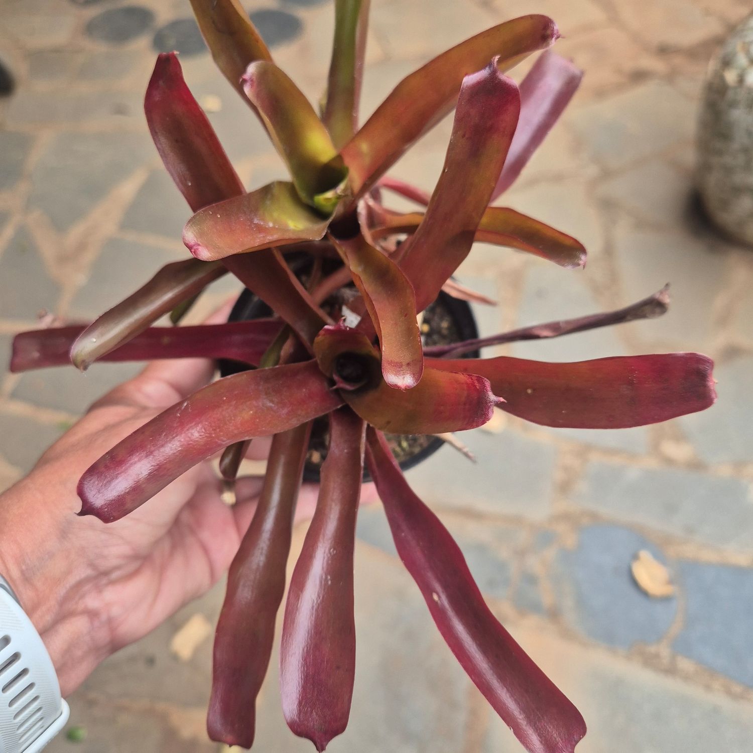 Neoregelia burgandy mini Neoregelia burgandy mini