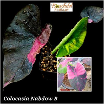 Colocasia Nabdow Colocasia Nabdow