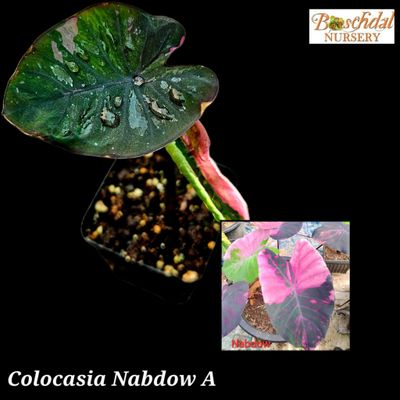 Colocasia Nabdow