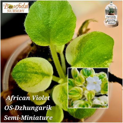 African Violet OS-Dzhungarik African Violet OS-Dzhungarik