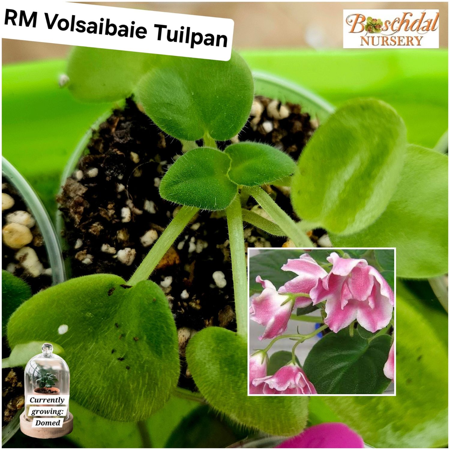 African Violet Volsabaie Tsuilpan African Violet Volsabaie Tsuilpan