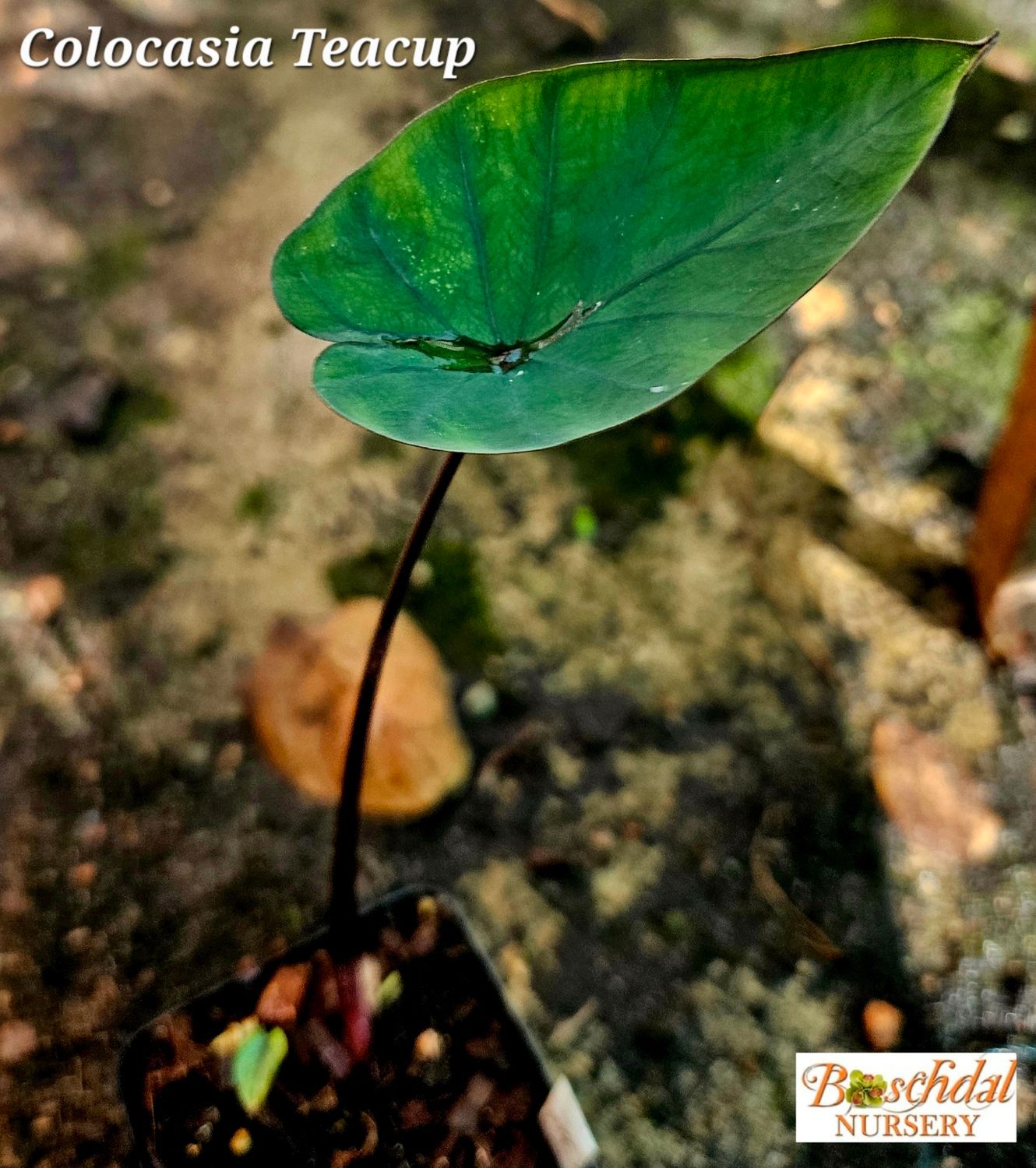 Colocasia Teacup Colocasia Teacup