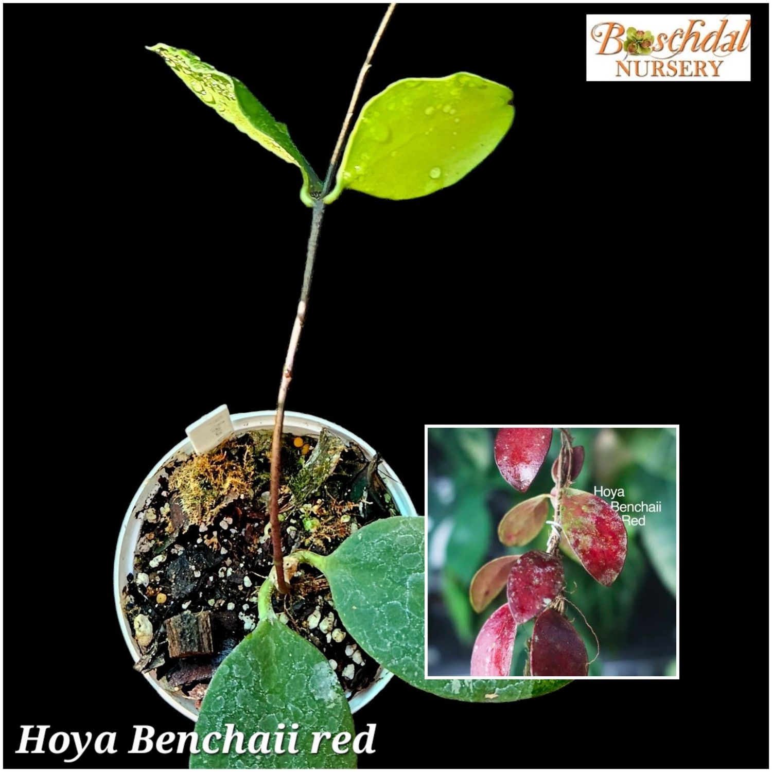 Hoya Benchaii Red