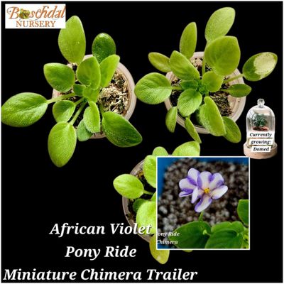 African Violet Pony Ride Chimera African Violet Pony Ride Chimera