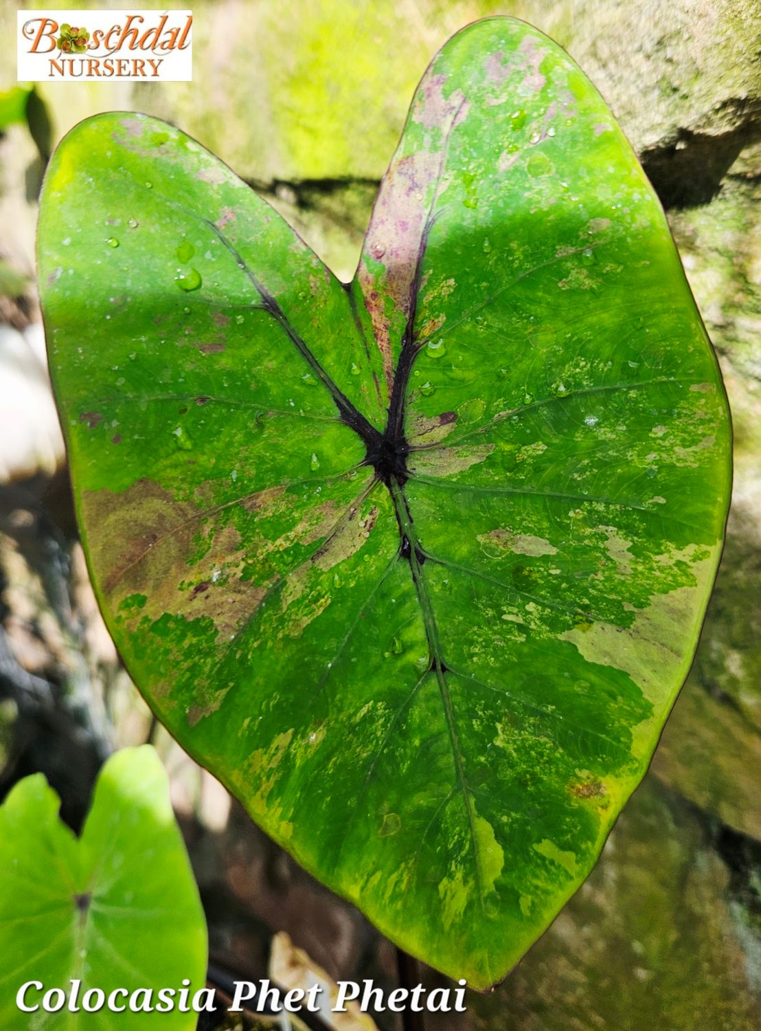 Colocasia Phet Phetai Colocasia Phet Phetai
