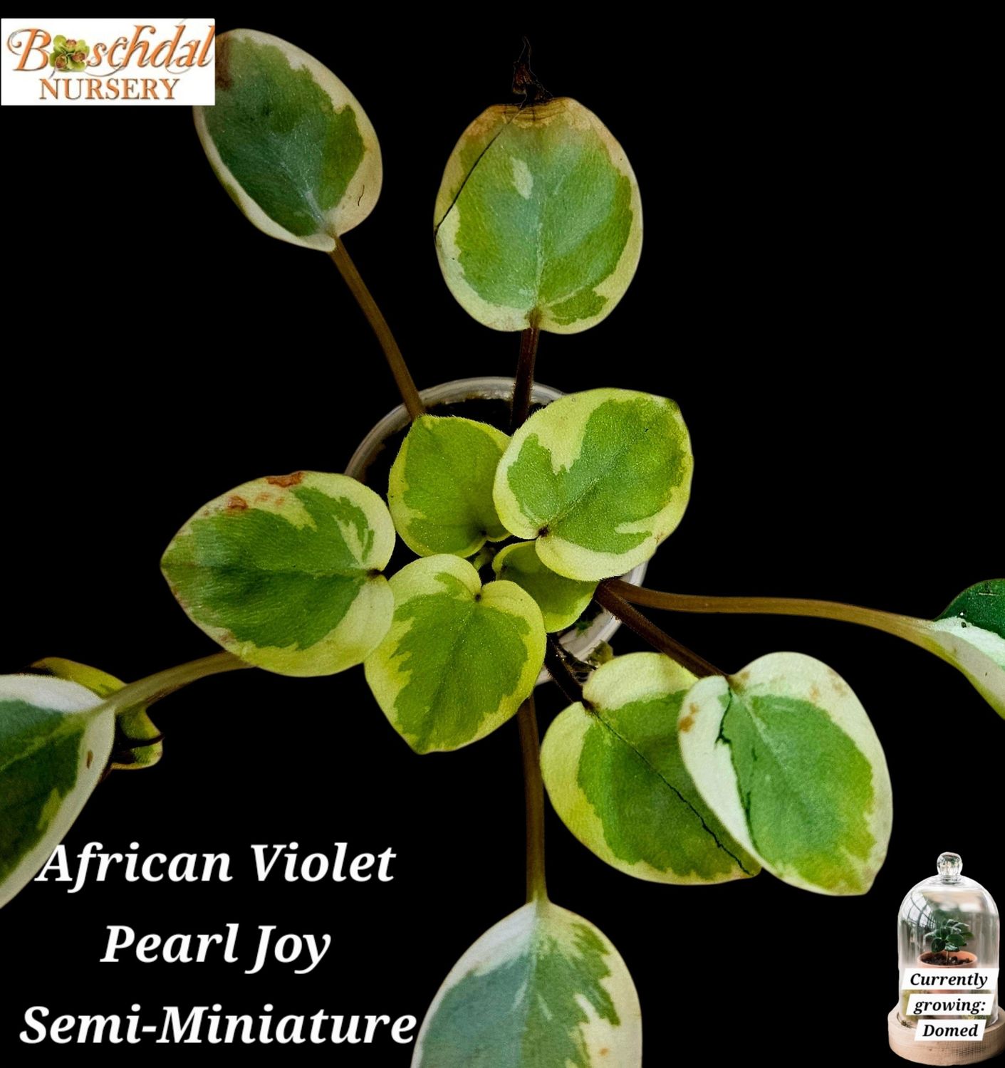 African Violet Pearl Joy African Violet Pearl Joy