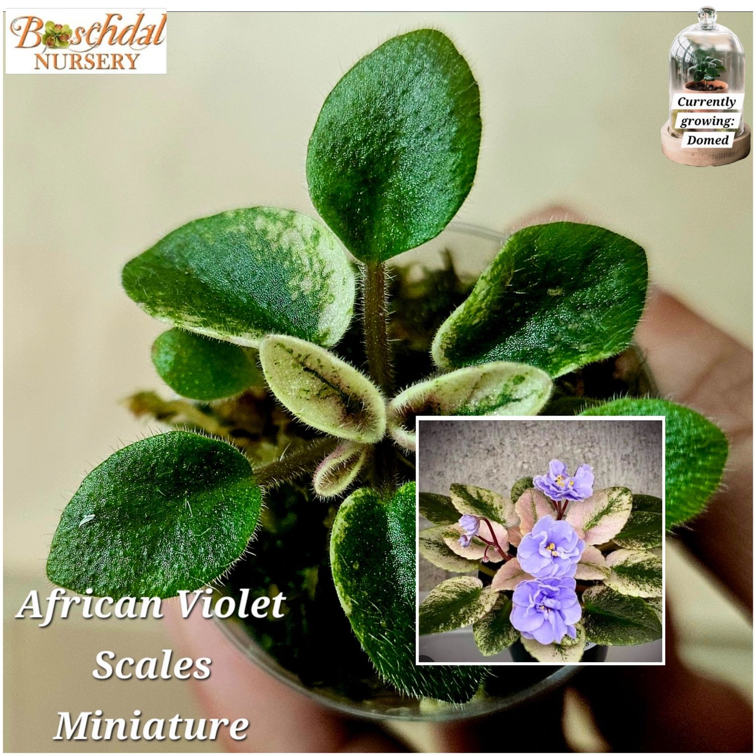 African violet Scales African violet Scales