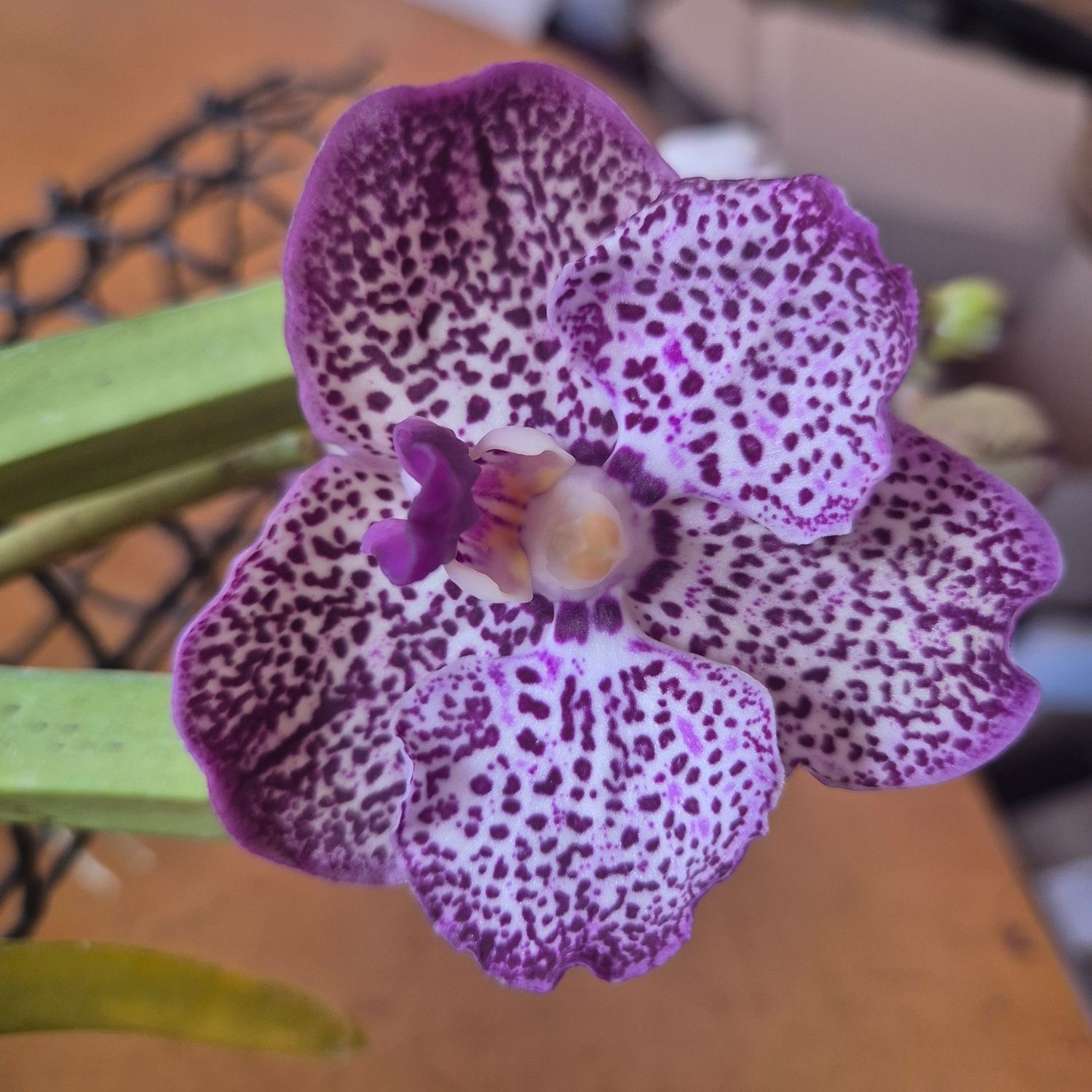 Vanda Purple spots