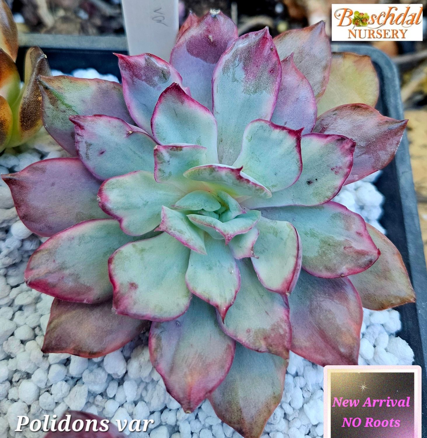 Echeveria Polidons Var NEW NO ROOTS Echeveria Polidons Var NEW NO ROOTS