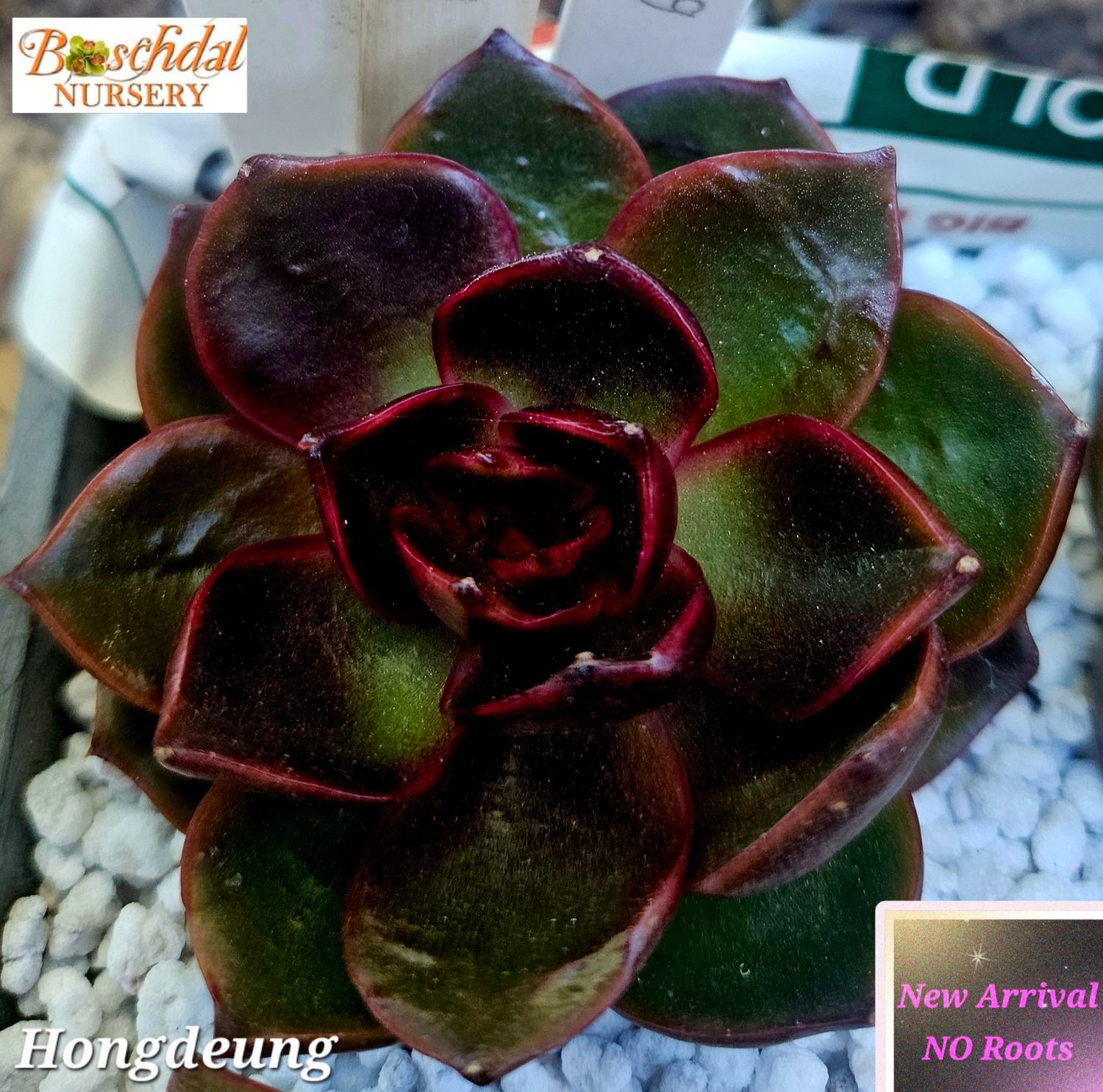 Echeveria Hongdeung NEW NO ROOTS Echeveria Hongdeung NEW NO ROOTS
