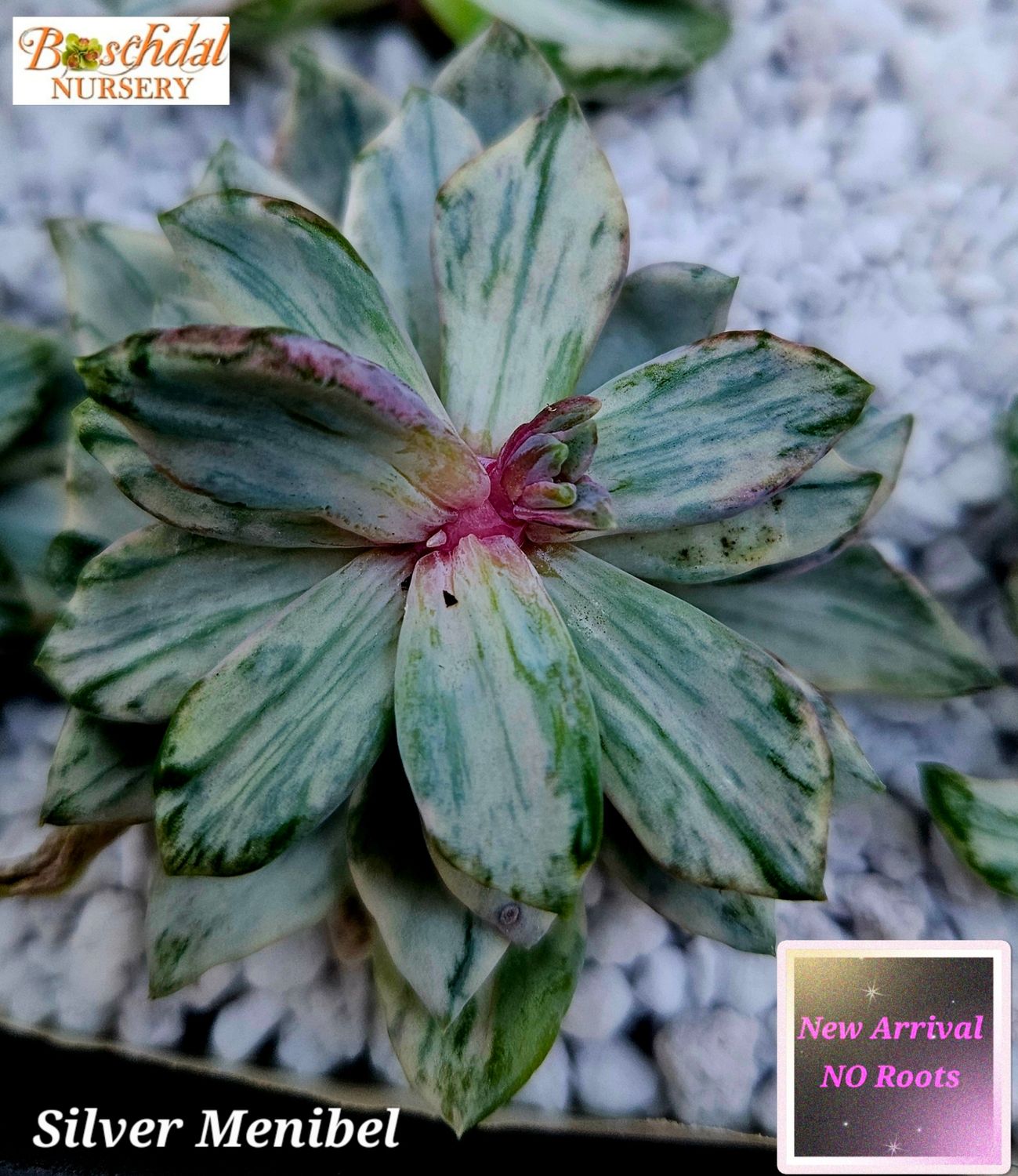 Echeveria Silver Menibel NEW NO ROOTS