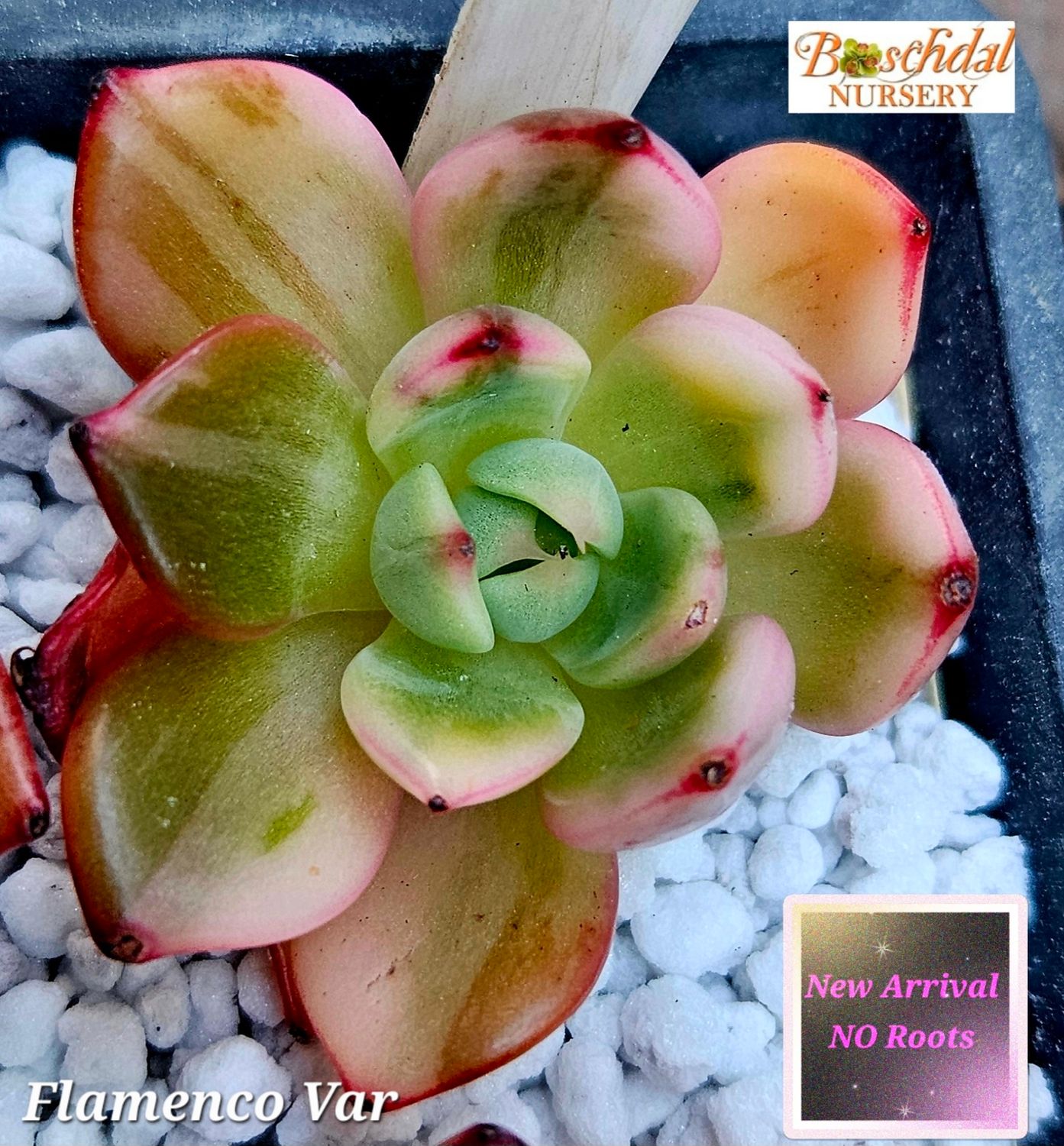 Echeveria Flamenco Var NEW NO ROOTS Echeveria Flamenco Var NEW NO ROOTS