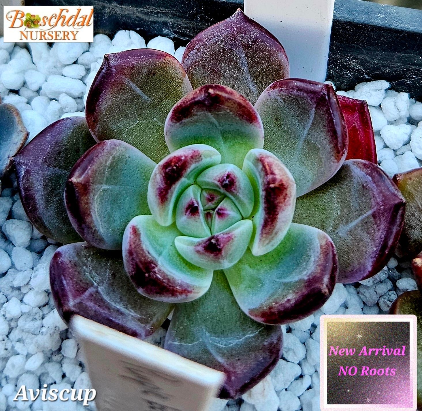 Echeveria Aviscup NEW NO ROOTS Echeveria Aviscup NEW NO ROOTS